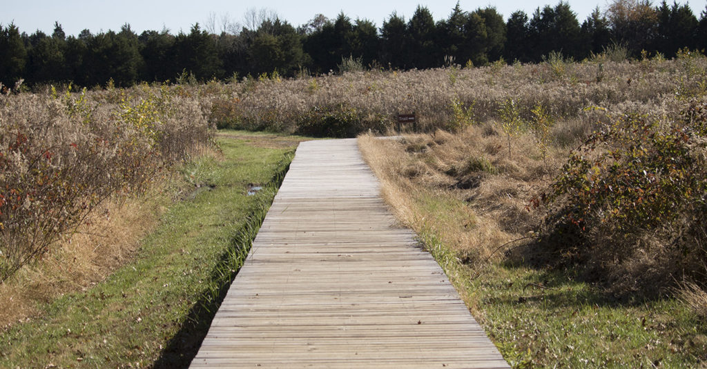 Picture of a wooden path in a field splitting two ways. To the right, the wood path continues. To the left, the path is dirt.