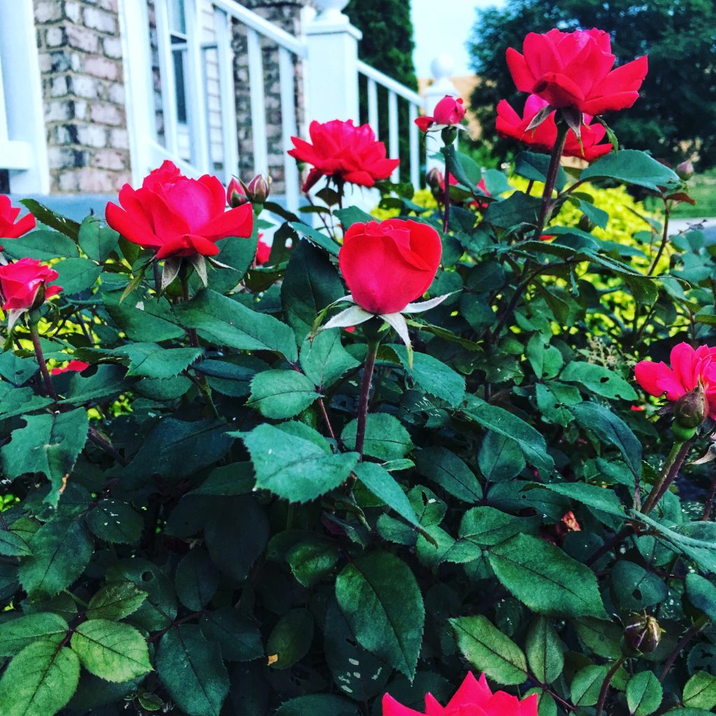 Rose Bush